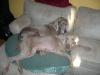 Beau and Princess